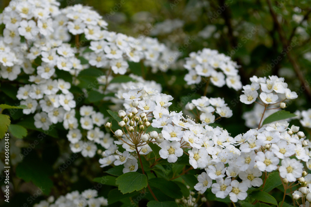Forest grassy bush of white small inflorescences with the appearance of buds in the foreground. Macro shooting of forest inflorescences. Forest grassy bush of white small inflorescences with the appearance of buds in the foreground. Macro shooting of forest inflorescences.