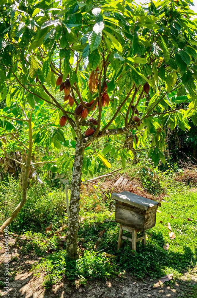 Naklejka premium Cacao Tree (Theobroma cacao). cocoa beans on the branches of a cane against the background of bright foliage of a tropical garden. Vietnam, Mekong Delta