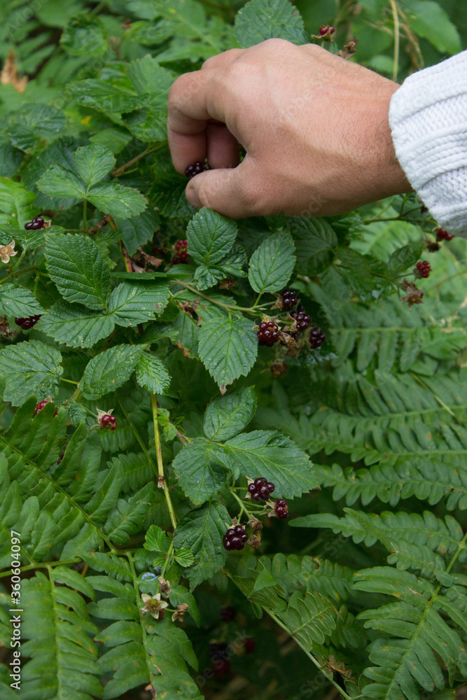Young man picking some wild berries in the Swedish countryside, ripe wild berries on a bush Young man picking some wild berries in the Swedish countryside, ripe wild berries on a bush