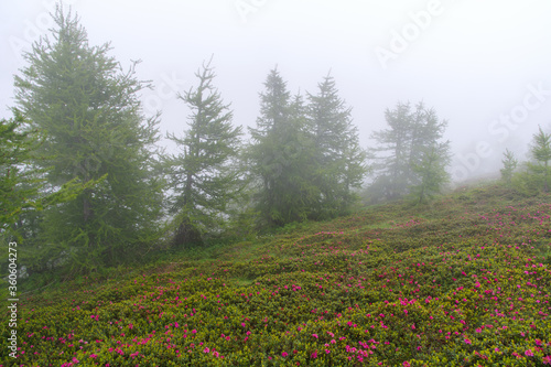 Rhododendron blooming in the fog, Ligurian Alps, Italy © Dmytro Surkov