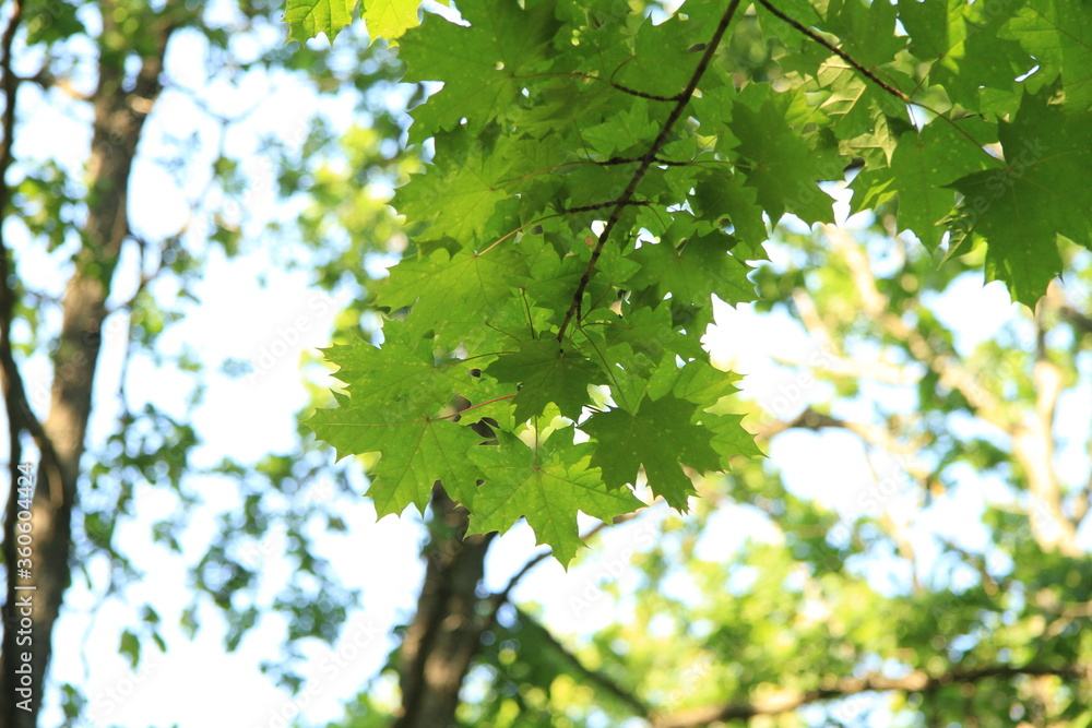 Green maple leaves in the forest Green maple leaves in the forest