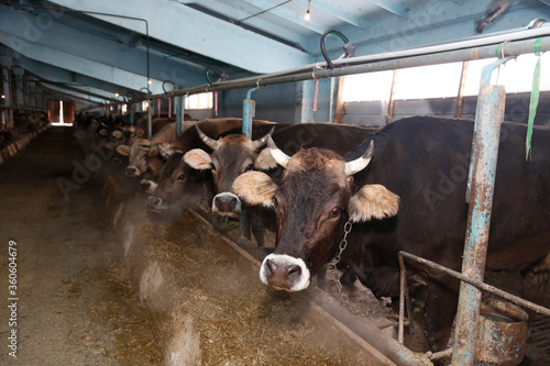 Old cowshed with cows in a stall near a tub with hay