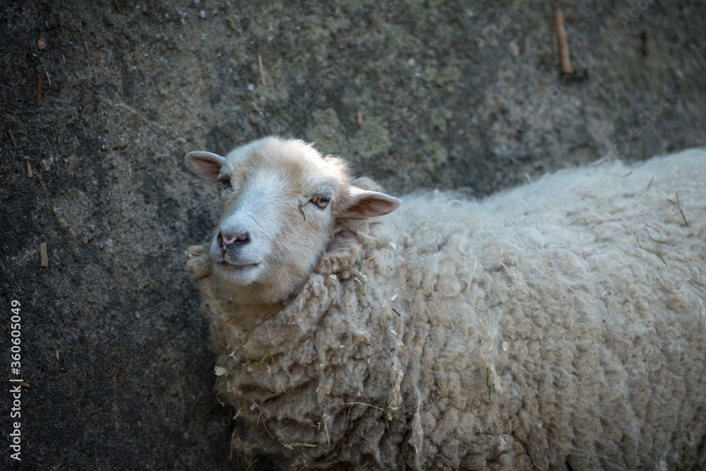 Naklejka premium Ein Schaf an einer Mauer