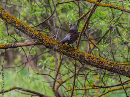 Blackbird in the thicket of the forest.