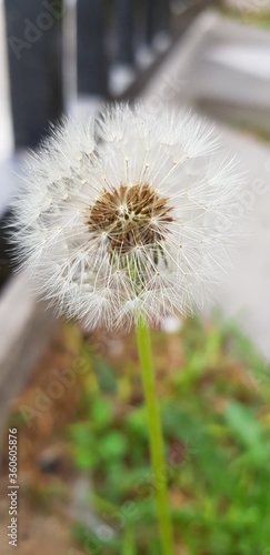 dandelion seed head