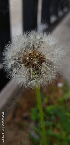 dandelion seed head