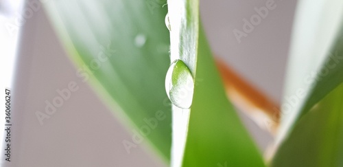 green grass with dew drops