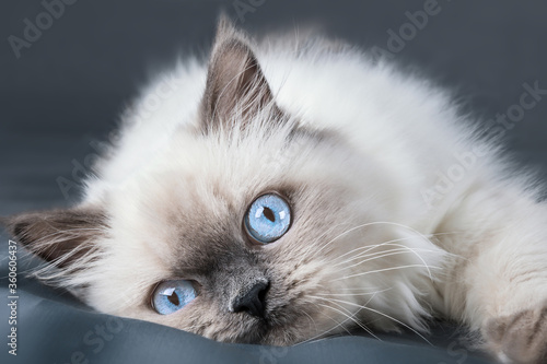 Close-up portrait of ragdoll kitten with blue eyes. Young cat is looking at the camera