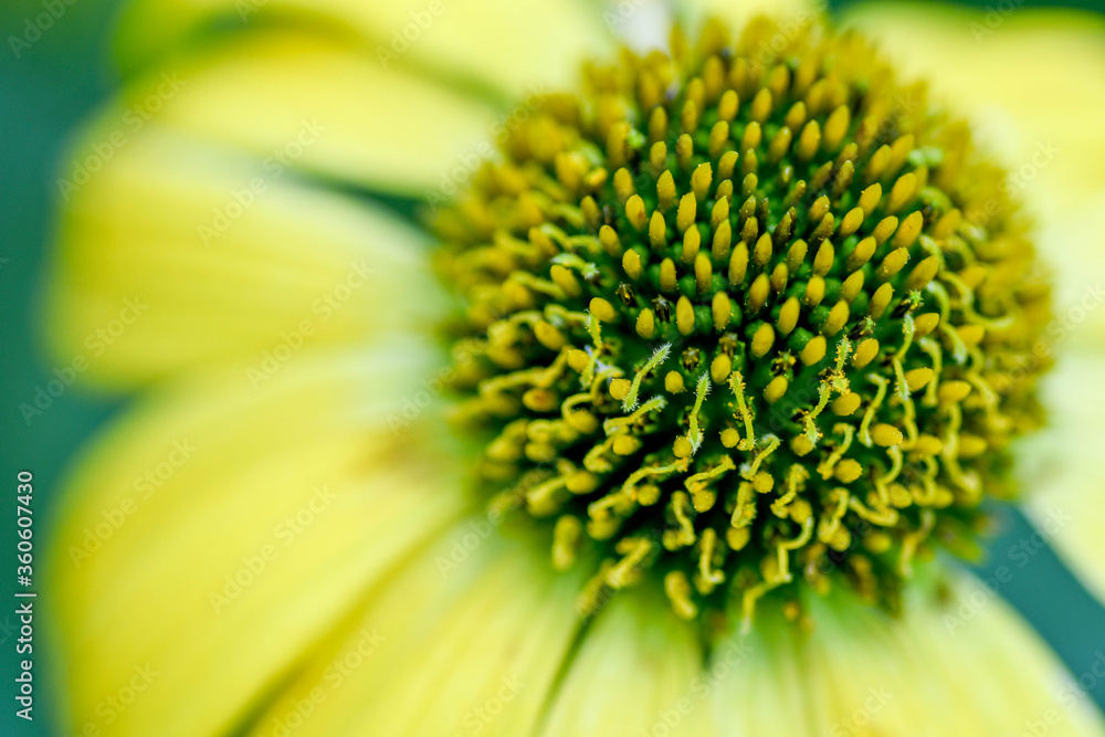 close up of yellow sunflower