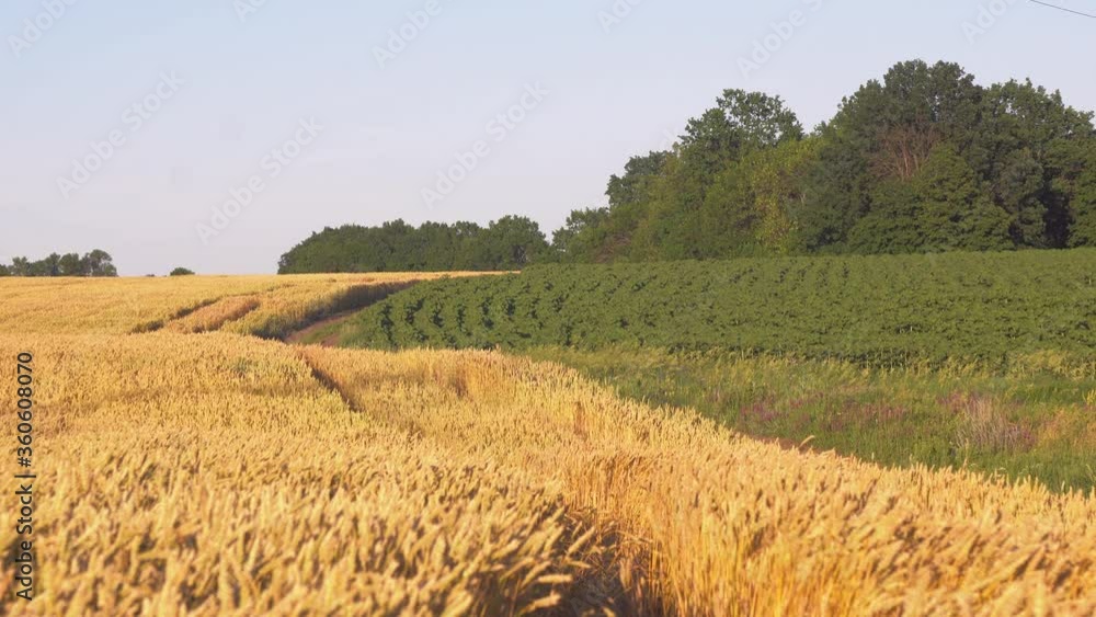 Yellow spikes sway in wind. ripe cereal harvest against sky. A huge yellow field of wheat in idyllic nature in golden rays of sunset Yellow spikes sway in wind. ripe cereal harvest against sky. A huge yellow field of wheat in idyllic nature in golden rays of sunset