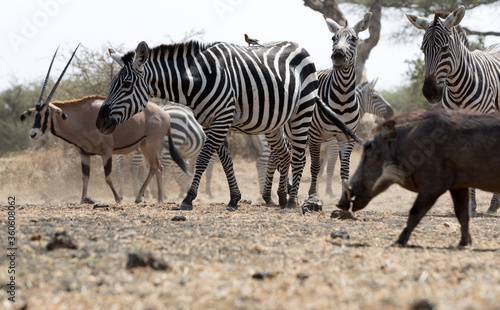 A heard of Zebra  Equus quagga  in the later afternoon near a waterhole  Kenya.