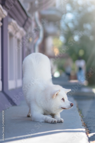 White Akita Inu Dog © Anton Maltsev