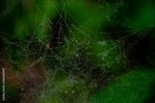 Spider web in a summer forest
