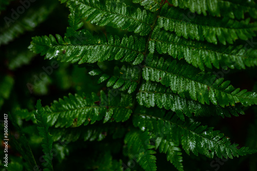 Fern leaves in a wood