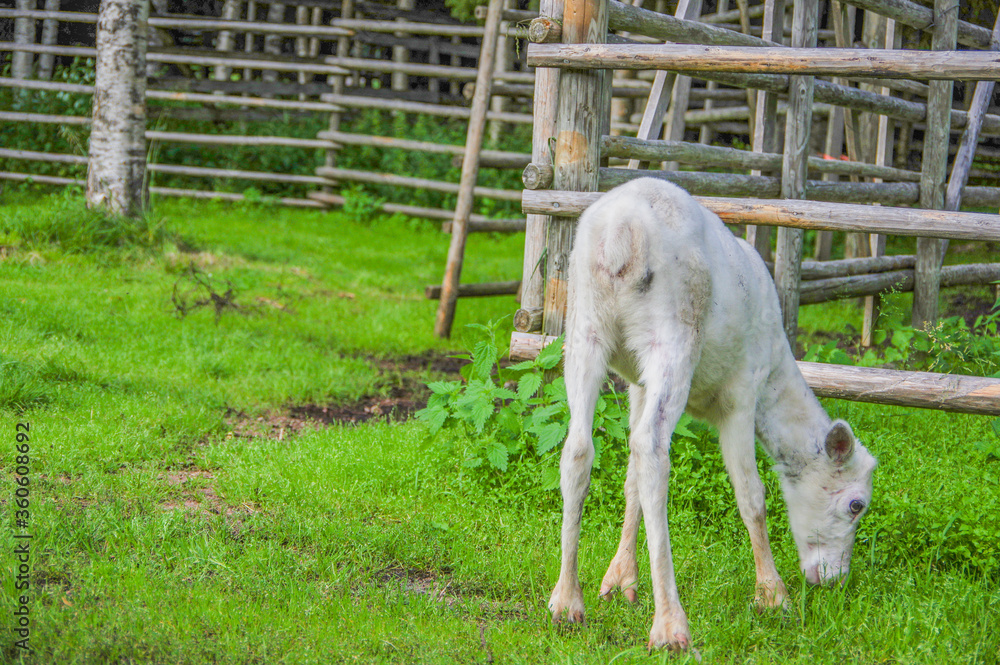 White baby calf eating grass near old wood log fence in summer White baby calf eating grass near old wood log fence in summer