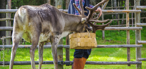 Man feeding male reindeer with lichen in basket on a summer day at scandinavia farm photo