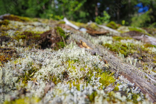 Mosses and lichen on old cabin roof in summer forest close up view © Steven