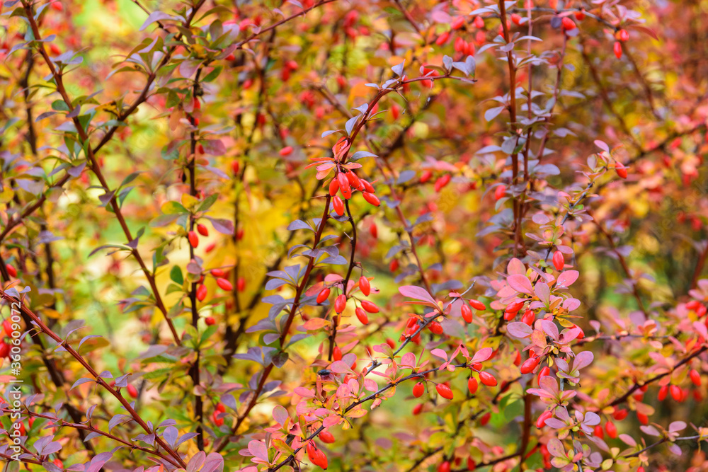 Fall scene with bright red leaves and berries. Autumn landscape Fall scene with bright red leaves and berries. Autumn landscape