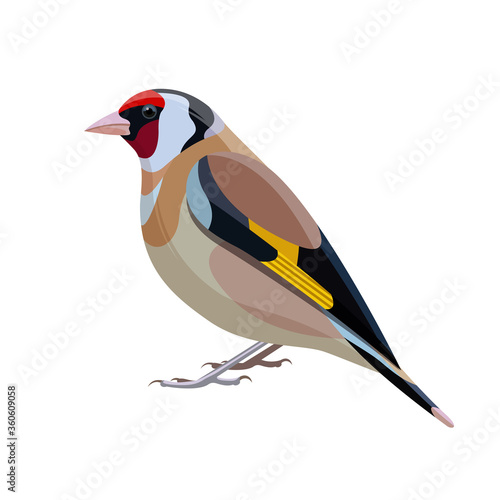 Canvas-taulu Goldfinch bird vector illustration. Side view.