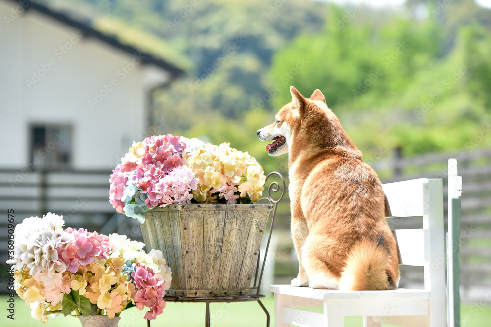 Foto 柴犬と紫陽花