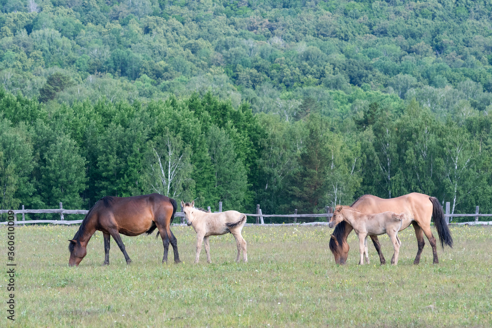 Idyllic rural landscape. Horses with foals grazing in a meadow. Bashkortostan, Ural, Russia.