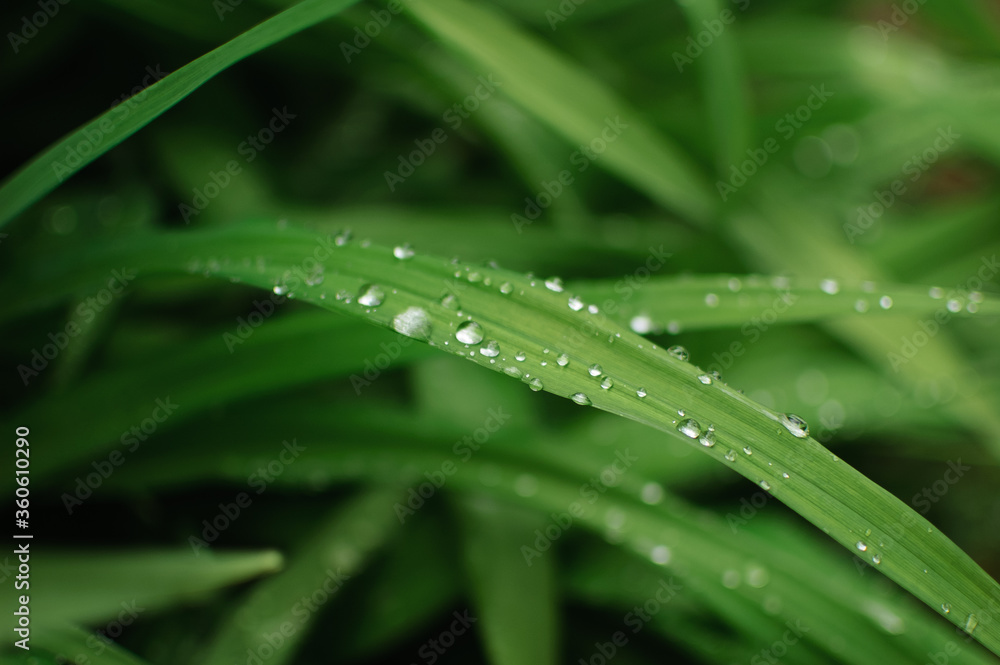 Closeup of lush uncut green grass with drops of dew in soft morning light Closeup of lush uncut green grass with drops of dew in soft morning light