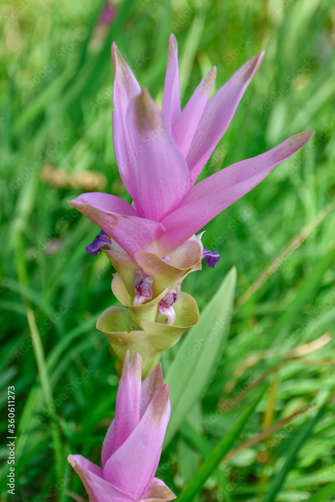 Fototapeta premium pink water lily,Krachai flowers, Thailand, Chaiyaphum