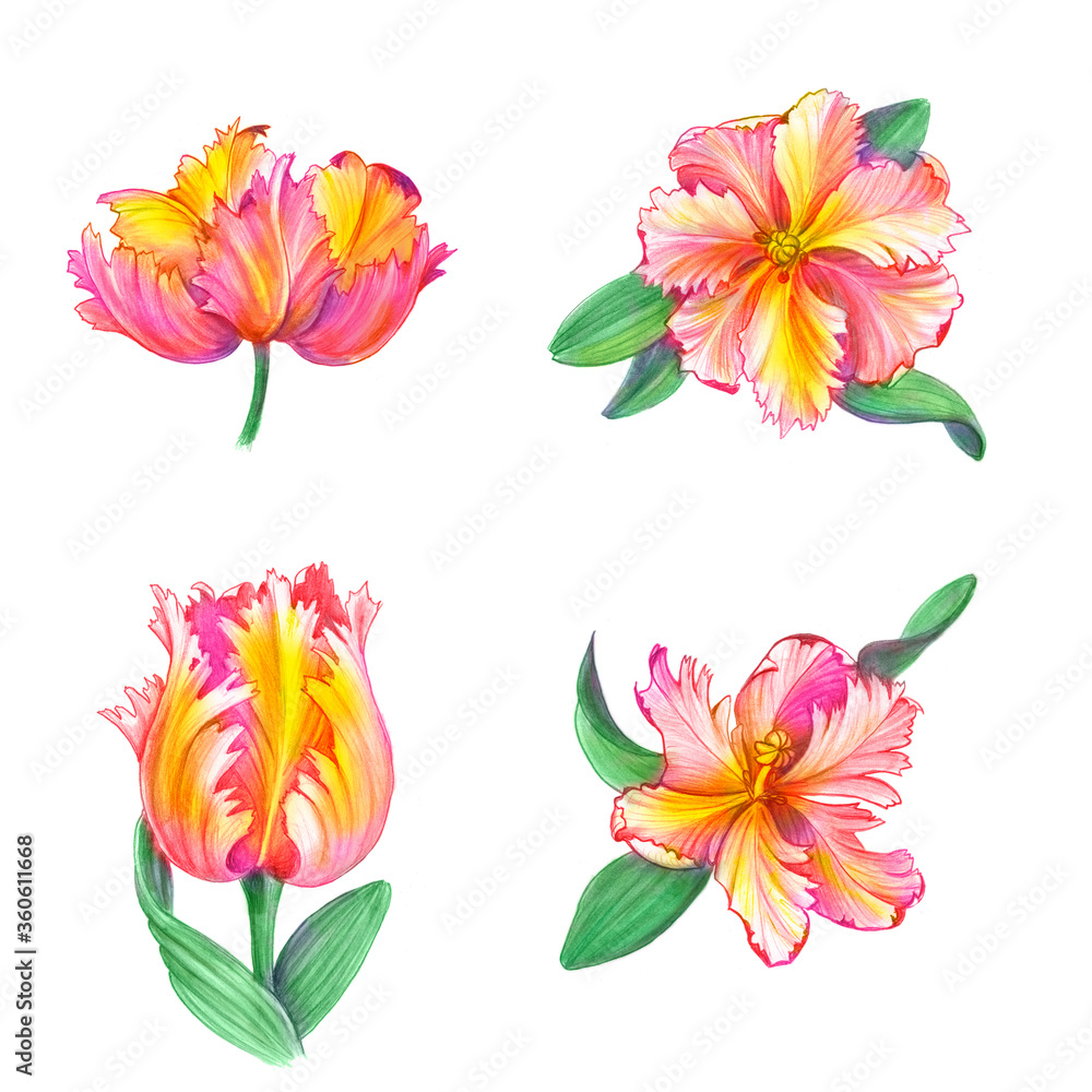 Parrot Tulip Hand Drawn Pencil Illustration Isolated on White