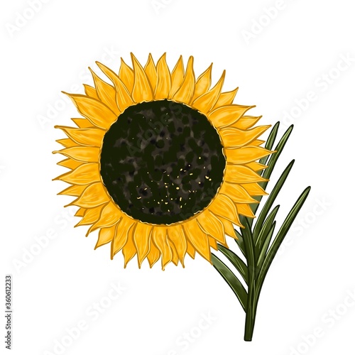 Sunflower. Hand drawn sunflower and leaves isolated on white background.
