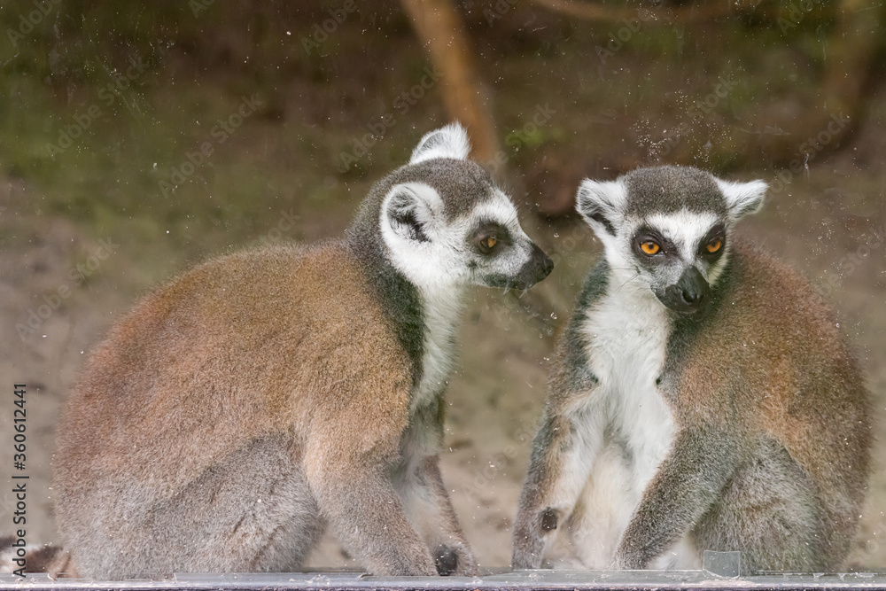Naklejka premium Lemurs (Lemuridae) are a family of primates. Lemurs in captivity