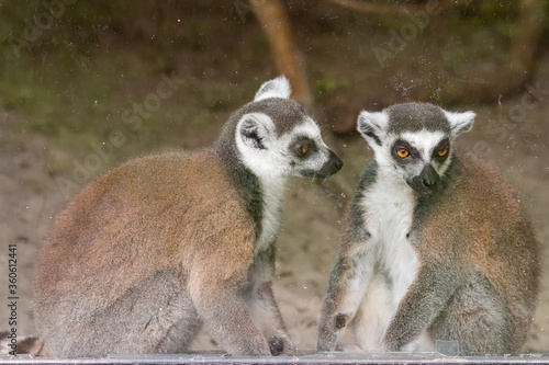 Lemurs  Lemuridae  are a family of primates. Lemurs in captivity