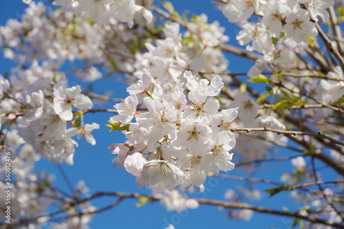 Delicate and beautiful cherry blossom against blue sky background. Sakura blossom. Japanese cherry blossom.