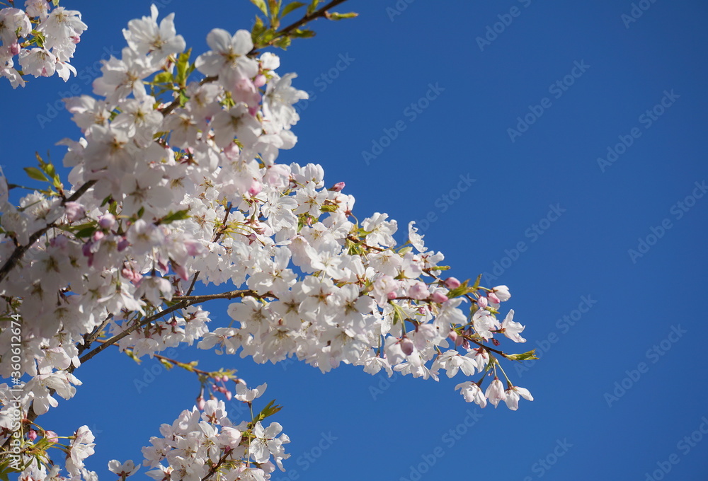 Delicate and beautiful cherry blossom against blue sky background. Sakura blossom. Japanese cherry blossom. Delicate and beautiful cherry blossom against blue sky background. Sakura blossom. Japanese cherry blossom.