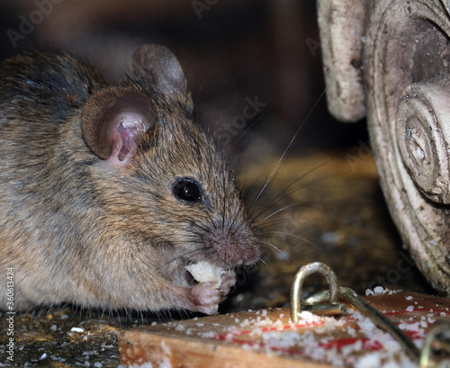 House mouse in urban house garden feeding and in danger.