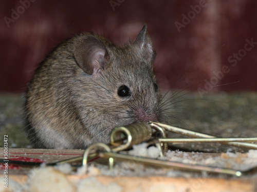 House mouse in urban house garden feeding and in danger. photo