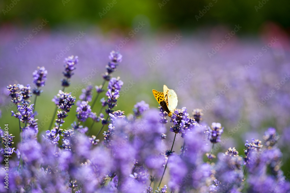 Lavender Field in the summer. Aromatherapy. Nature Cosmetics. Lavender Field in the summer. Aromatherapy. Nature Cosmetics.