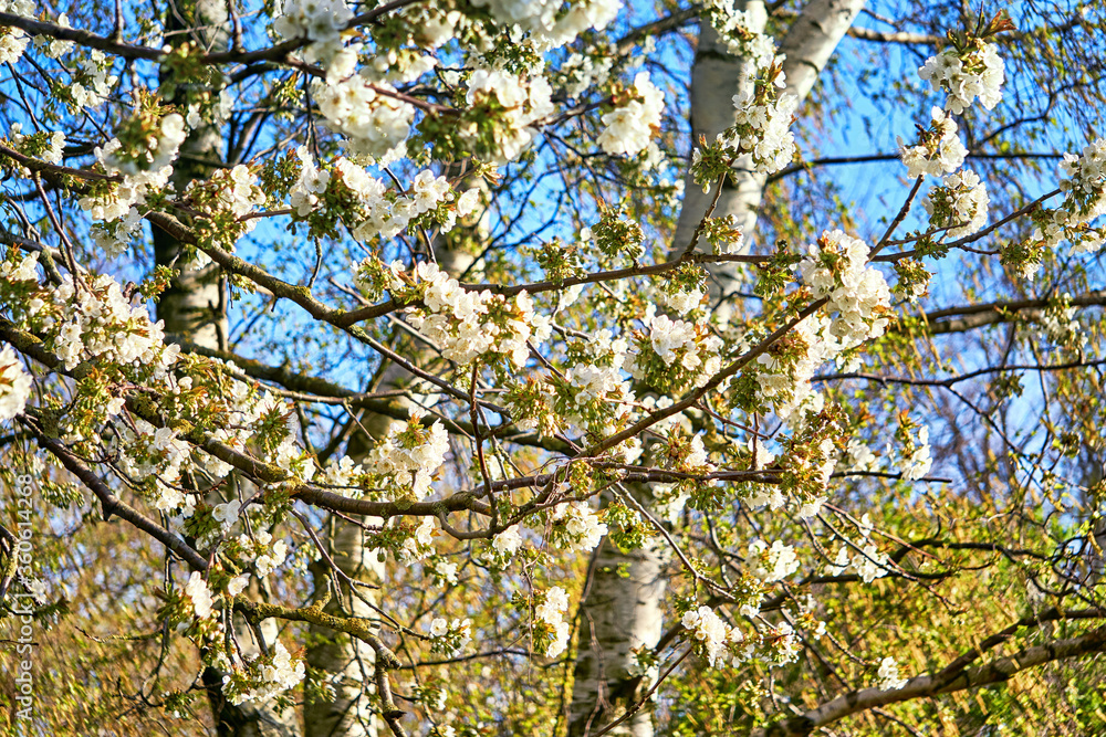 Fototapeta premium Cherry blossoms with blurred trees in the background.