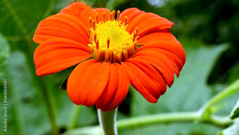 red petal red petal