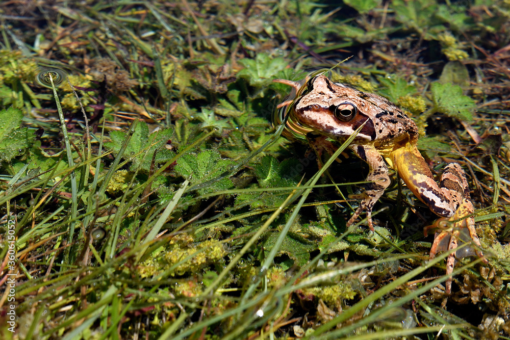 European Common Frog or Rana Temporaria European Common Frog or Rana Temporaria