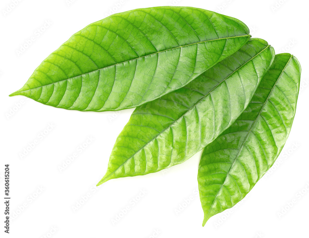 Obraz premium fresh cocoa leaves isolated on white background, top view