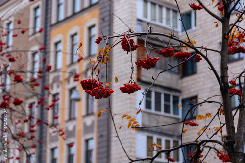 Branches of red rowanberry in the background of a city building in late autumn