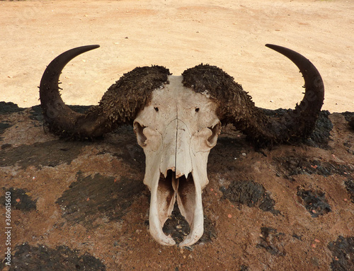African buffalo skull (Syncerus caffer) with horns resting on the stone wall. Tsavo West National Park, Kenya.