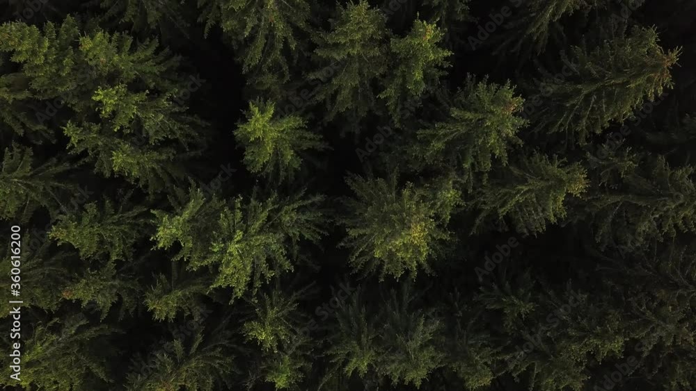 Nature aerial shot, flying over pine tree forest in Carpates, Ukraine. Treetops Nature aerial shot, flying over pine tree forest in Carpates, Ukraine. Treetops