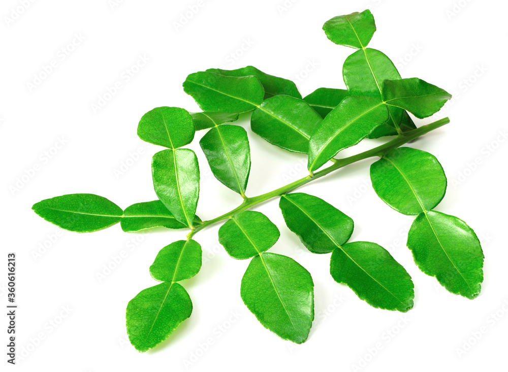 fresh caffre lime leaves isolated on white background fresh caffre lime leaves isolated on white background