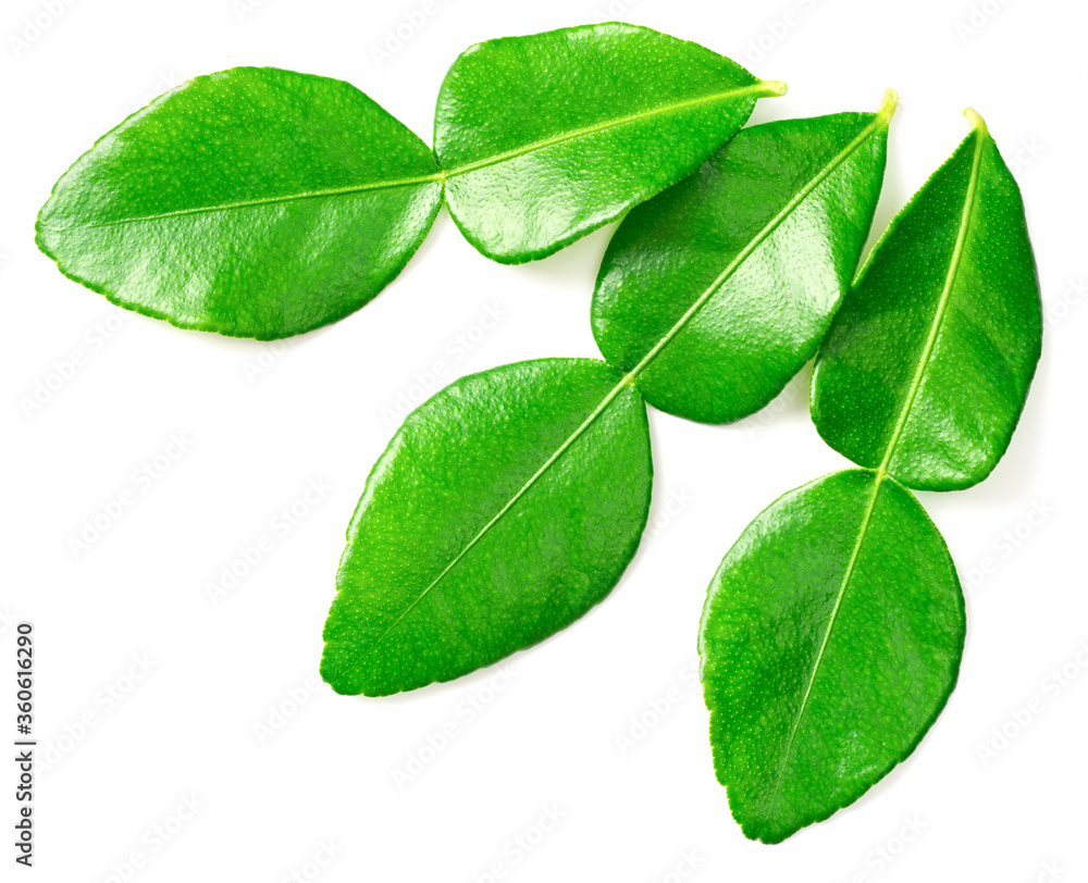 fresh caffre lime leaves isolated on white background, top view fresh caffre lime leaves isolated on white background, top view