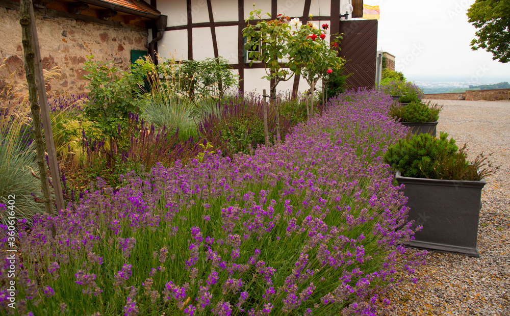 Lavendel am Schloss Staufenberg in Durbach