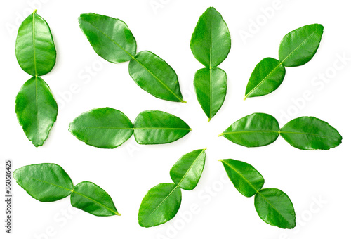 fresh caffre lime leaves isolated on white background, top view © Amy Lv