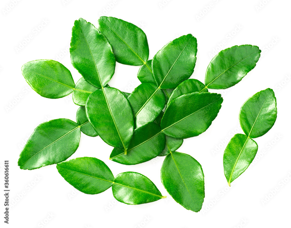 fresh caffre lime leaves isolated on white background, top view fresh caffre lime leaves isolated on white background, top view