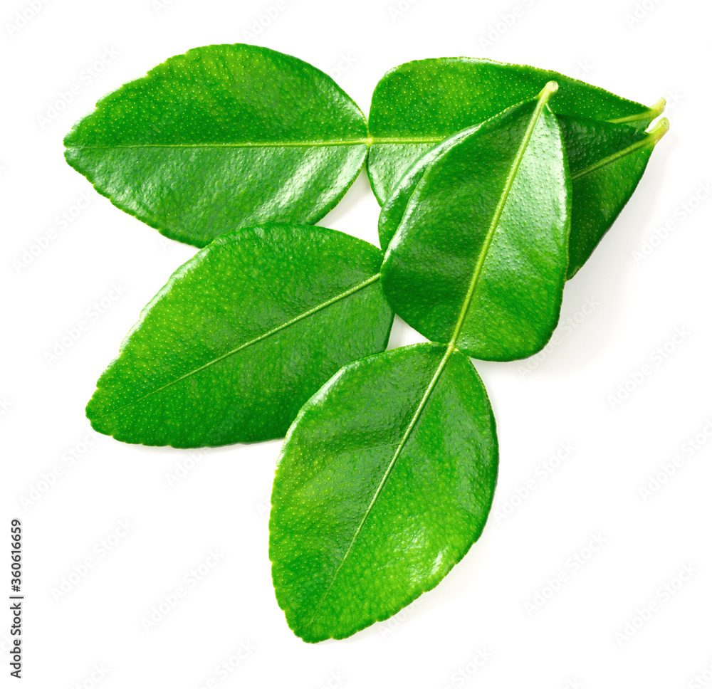Fototapeta premium fresh kaffir lime leaves isolated on white background, top view