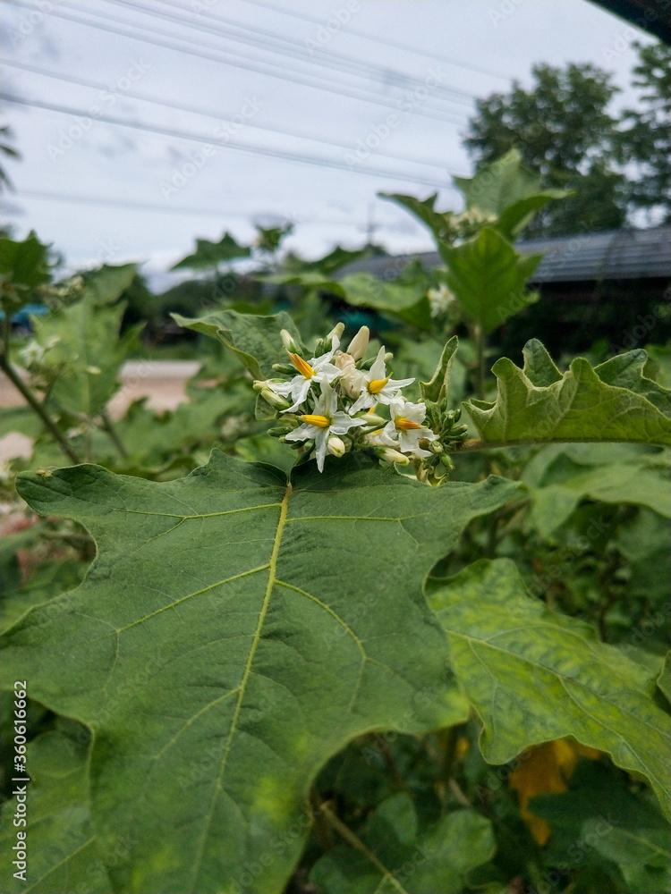 Naklejka premium white lotus flower